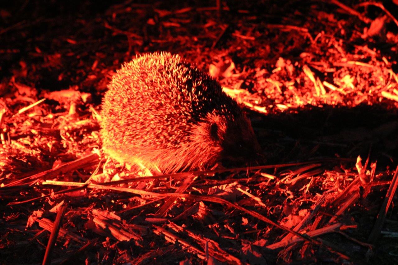 Hedgehog found on a night time torch survey