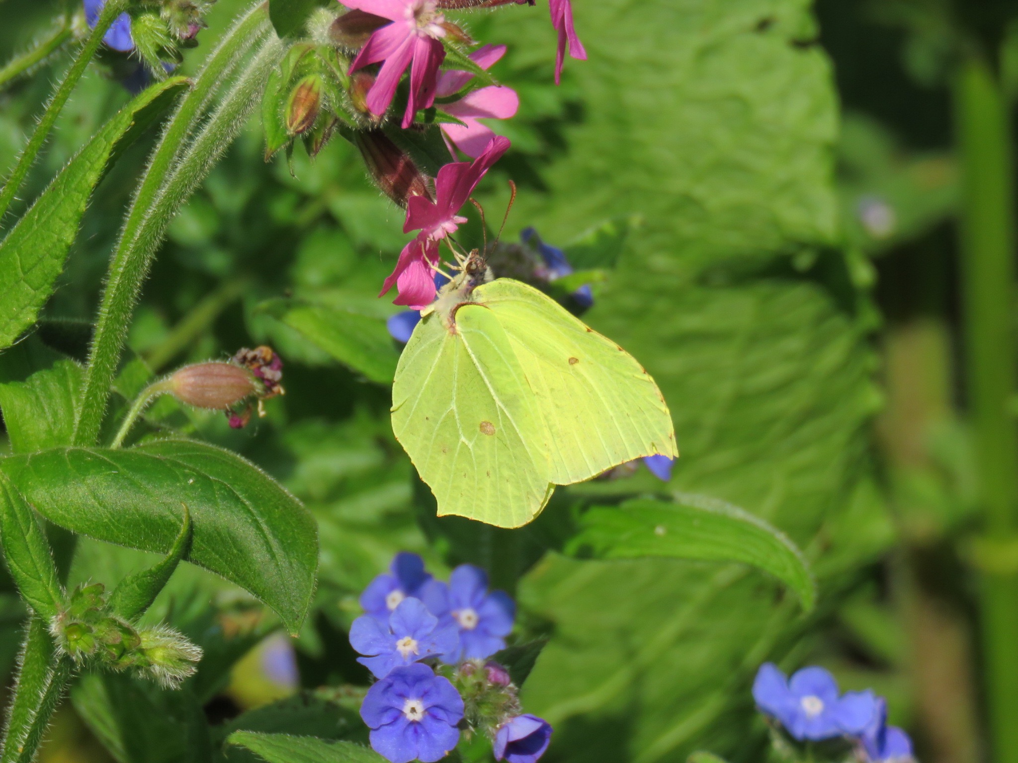 Brimstone butterfly (c) Jo Maddox