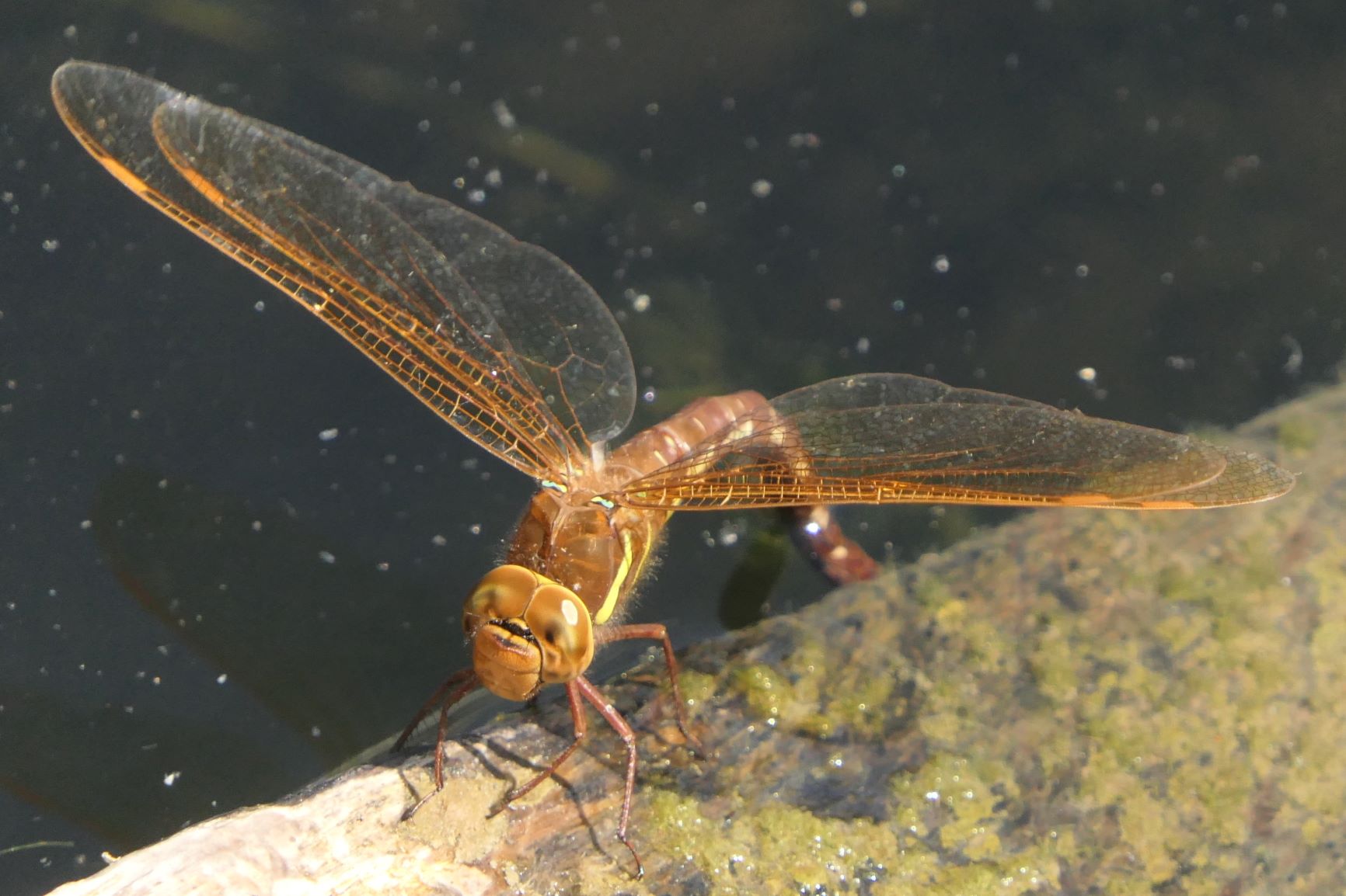 Brown hawker egg-laying in Hampstead Pond (c) Anne Murray