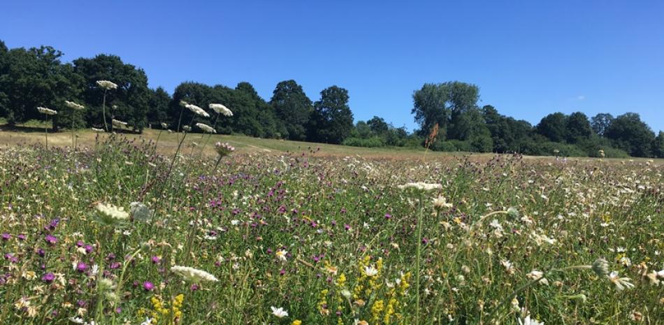 Wild flowers on the hampstead heath meadows