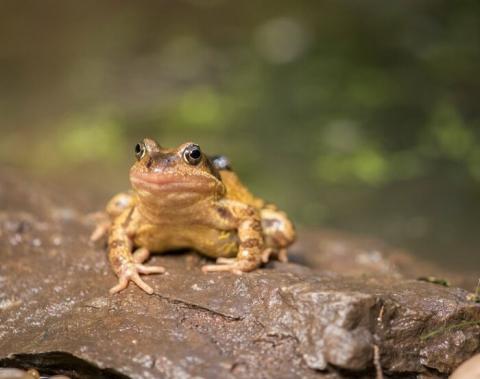 frog sitting on a stone at hampstead heath